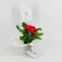 نبات الجربيرا فوشيا رقم.9542 - صورة 2