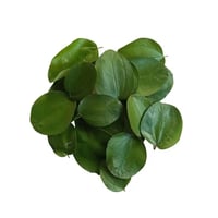Sidr leaves  - Image 1