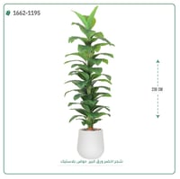 شجر مونستيرا صناعي ( ارتفاع 230 سم ) حوض بلاستيك - صورة 1