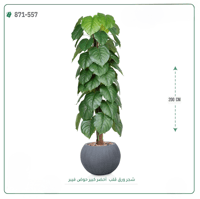 شجرة ورق قلب اصطناعية ( ارتفاع 200 سم ) حوض فايبر - صورة 7