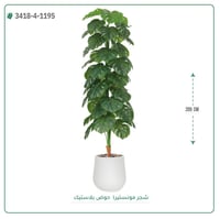 شجر مونستيرا صناعية ( ارتفاع 205 سم ) حوض بلاستيك - صورة 1