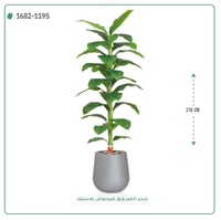 شجر أخضر صناعي ( ارتفاع 210 سم ) حوض بلاستيك - صورة 5