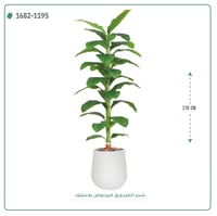 شجر أخضر صناعي ( ارتفاع 210 سم ) حوض بلاستيك - صورة 4