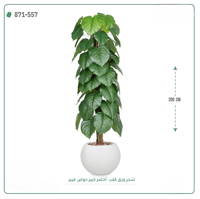 شجرة ورق قلب اصطناعية ( ارتفاع 200 سم ) حوض فايبر - صورة 8