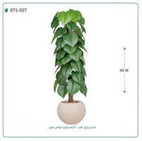 شجرة ورق قلب اصطناعية ( ارتفاع 200 سم ) حوض فايبر - صورة 1