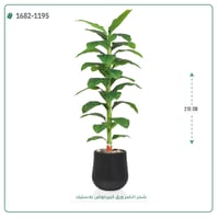 شجر أخضر صناعي ( ارتفاع 210 سم ) حوض بلاستيك - صورة 2