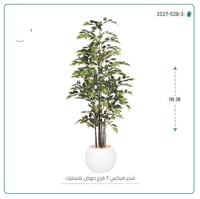 شجرة فيكس (7 فروع) بارتفاع195بمركن بلاستيك دائرى - صورة 2