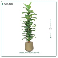شجر مونستيرا صناعي ( ارتفاع 230 سم ) حوض بلاستيك - صورة 2
