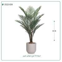 شجر أريكا صناعية ( ارتفاع 155 سم ) حوض فيبر - صورة 6