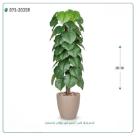 شجرة ورق قلب اصطناعية ( ارتفاع 205 سم ) حوض بلاستيك - صورة 5