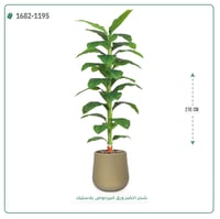 شجر أخضر صناعي ( ارتفاع 210 سم ) حوض بلاستيك - صورة 3