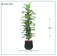 شجر مونستيرا صناعي ( ارتفاع 230 سم ) حوض بلاستيك - صورة 3
