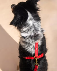 Essential Dog Harness - Image 7