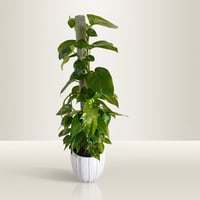 Pothos Gold - Image 2
