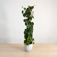 Philodendron scandens Brazil - Image 1