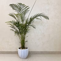 Areca Palm - Image 2