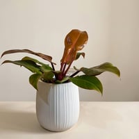 Philodendron Prince of Orange - Image 2