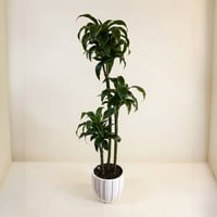 Draceana dorado - Image 1