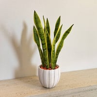 Sansevieria Tiger - Image 1