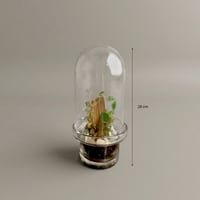 نبتة هدية المنزل - صورة 3