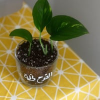 بوكس غرسة راقية🌱 - صورة 6