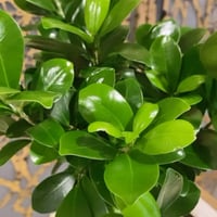 غرسة بونساي - صورة 3