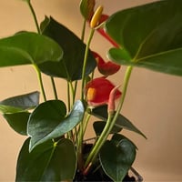 الزنابق الحمراء - صورة 2