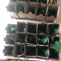 بوكس غرسة راقية🌱 - صورة 2