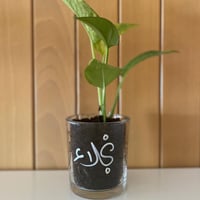 غرسات الأضحى - صورة 6