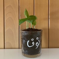 غرسات الأضحى - صورة 4
