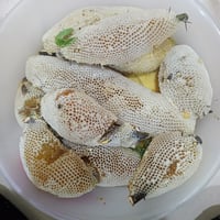 شمع سدر جبلي  - صورة 1