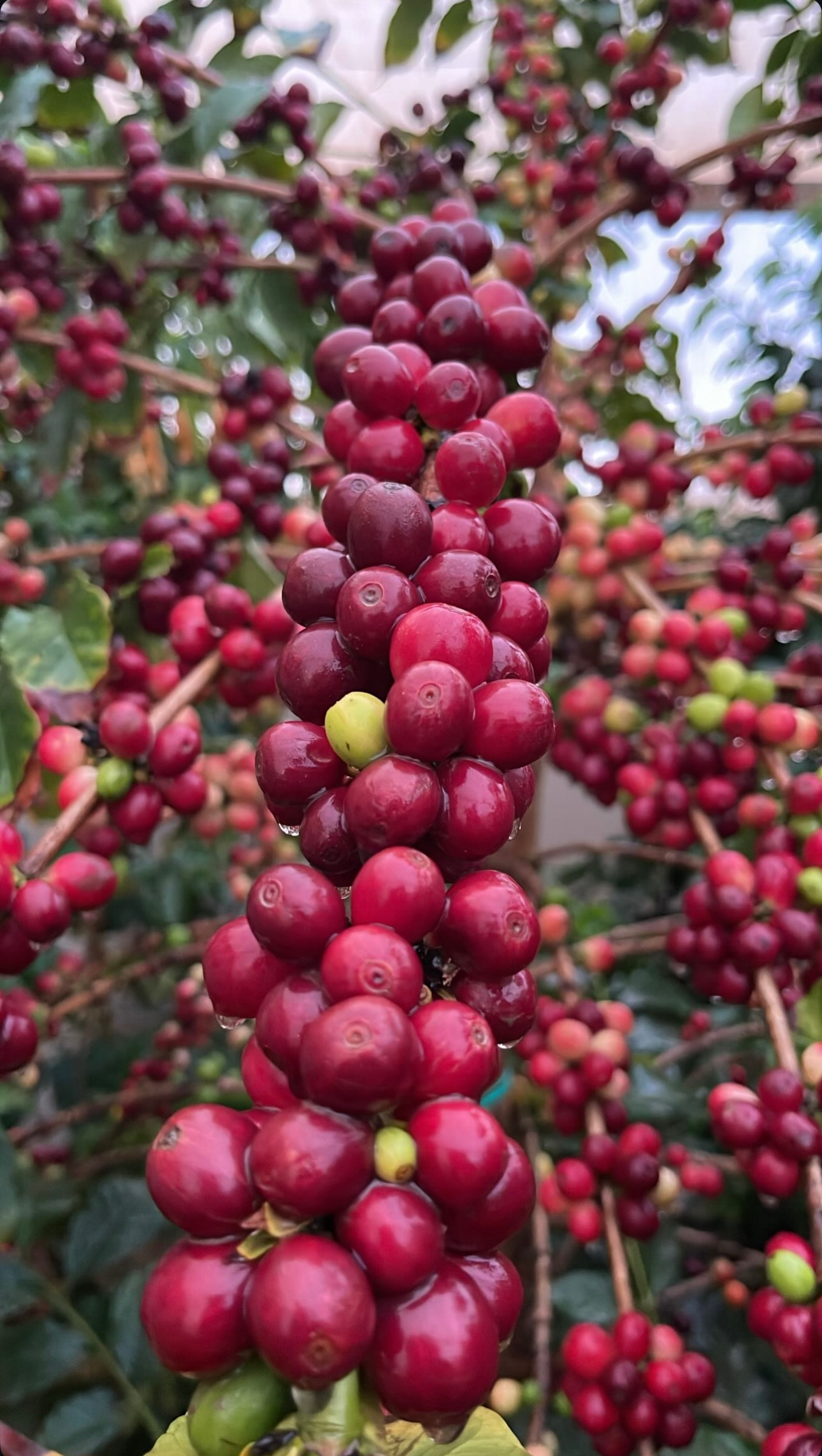 كرزة البن / Coffee Cherry
