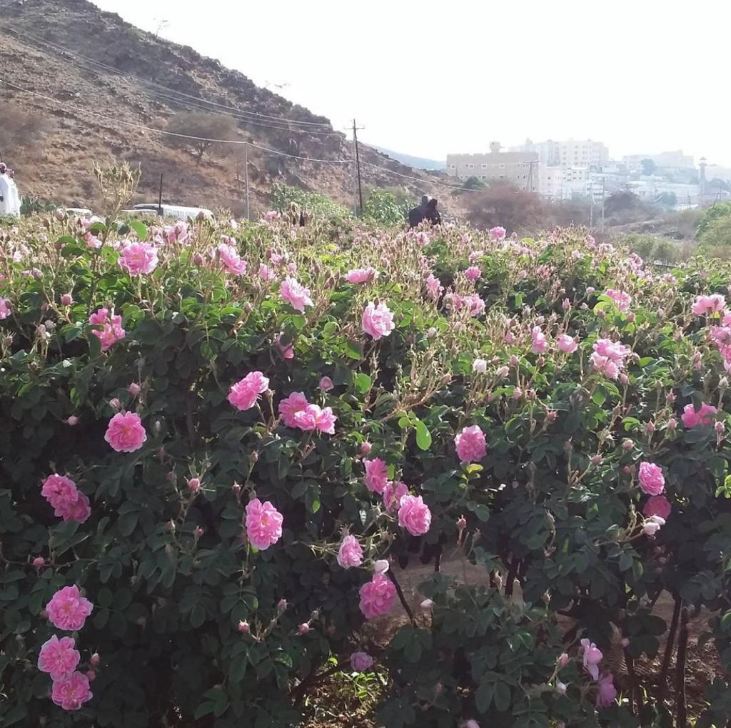 ُRoses Season in Taif
