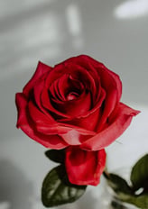 Natural Rose