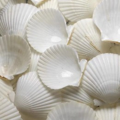 Seashell