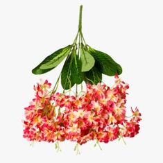 زهرة الربيع