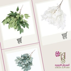 شجر الغار