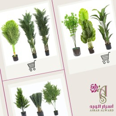 الأشجار
