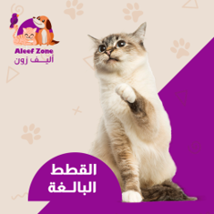 القطط البالغة