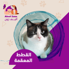 القطط المعقمة