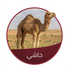 حاشي