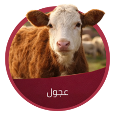 عجول