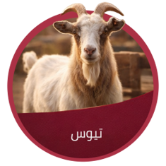 تيوس