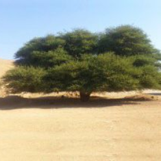 بذور النباتات البرية