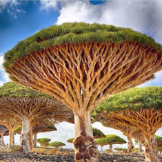 البذور النادرة