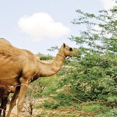 بذور رعوية