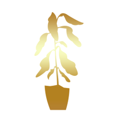 planting pots
