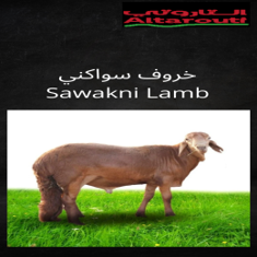 خروف سواكني