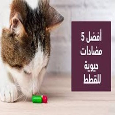 صحة و علاجات القطط