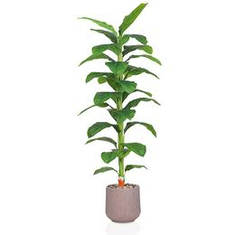 Artificial banana trees with a tropical, stylish look.